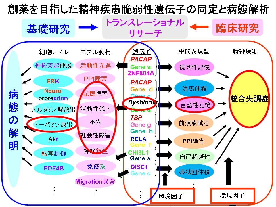 研究概念図